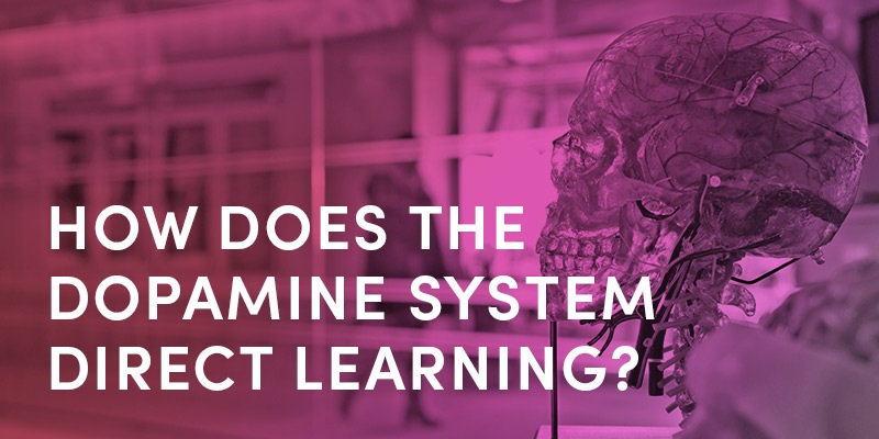 How Does The Dopamine System Direct Learning?
